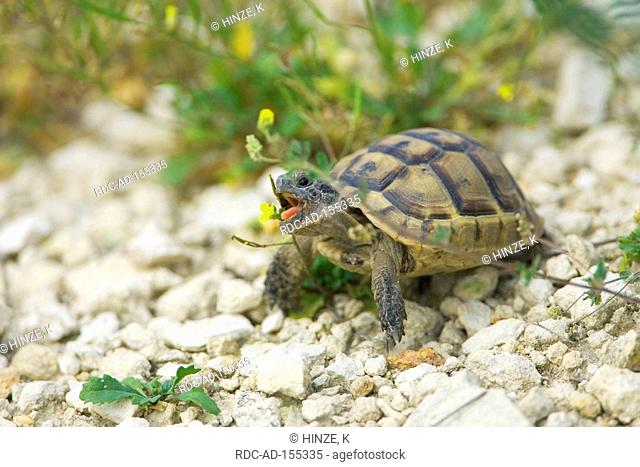 Spur-thighed Tortoise Bulgaria Testudo graeca