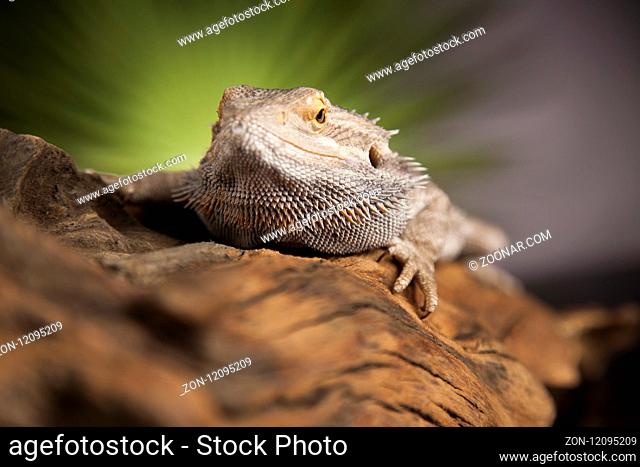 Agama bearded on black background, reptile