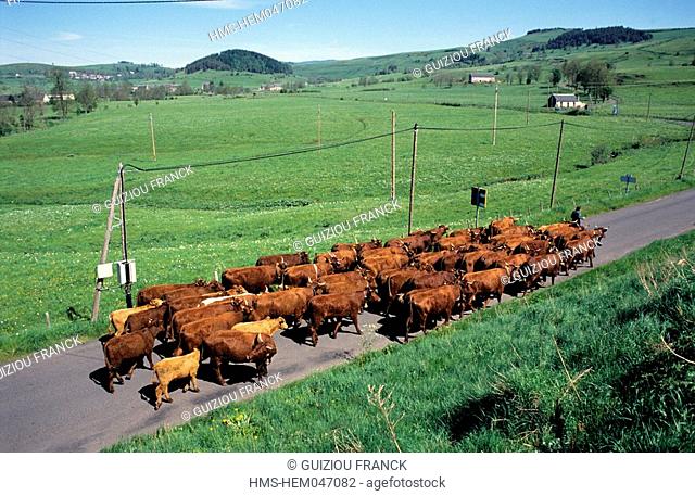 France, Cantal, transhumance of Salers cows in Allanche