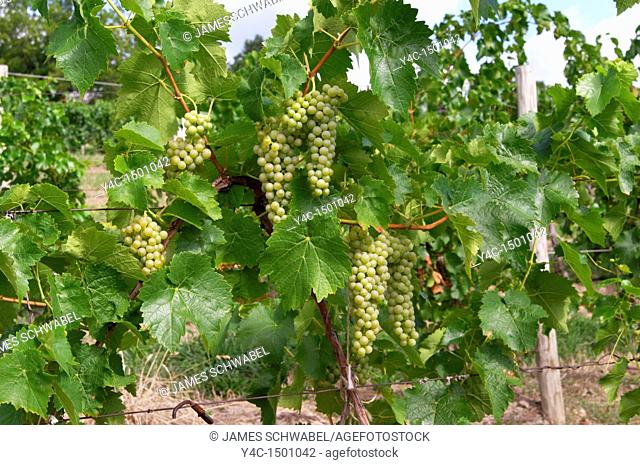 Grape vineyards in the Finger Lakes region of New York State