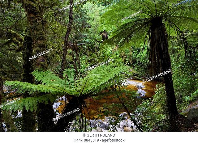 New Zealand, Oparara River, South island, Creek, brook, stream, Stream, Fern, Flora, Water, Rain forest, Rainforest, G
