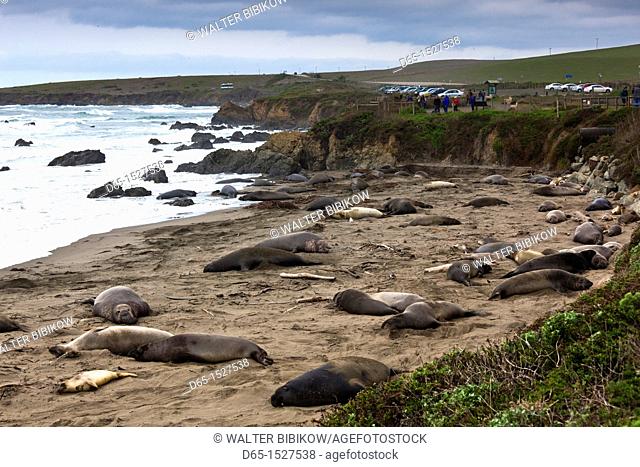 USA, California, Southern California, Point Piedras Blancas, Northern Elephant Seal colony, mirounga angustirostris