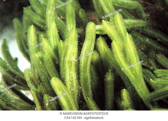 Seaweed (Codium tomentosum). Galicia, Spain