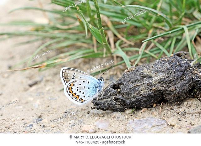 Reverdin's Blue, Plebeius argyrognomon on dog feces  Male  Underwings markings clearly visible  Milovice, Czech Republic  Grond is sandy high grass at the...