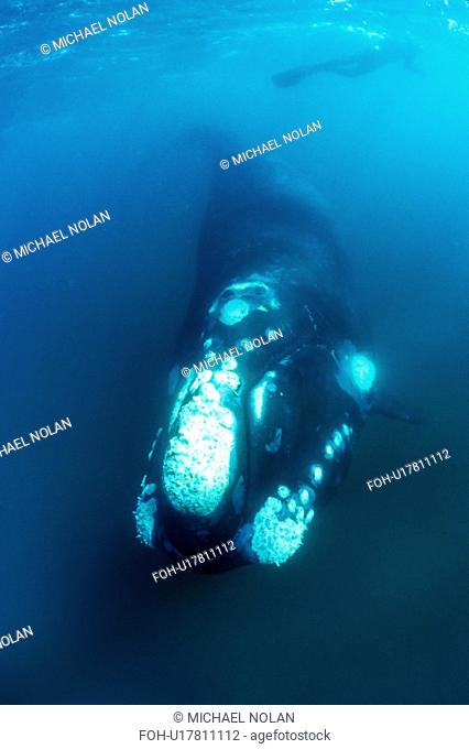 Southern Right Whale Eubalaena australis Adult underwater. Golfo Nuevo, Patagonia, Argentina. Southern Atlantic Ocean. rr