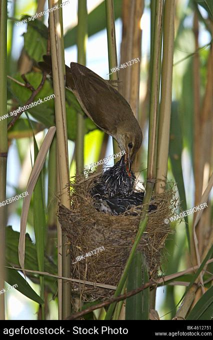 Reed warbler (Acrocephalus scirpaceus) feeding young common cuckoo (Cuculus canorus) in nest, Moravia, Czech Republic, Europe