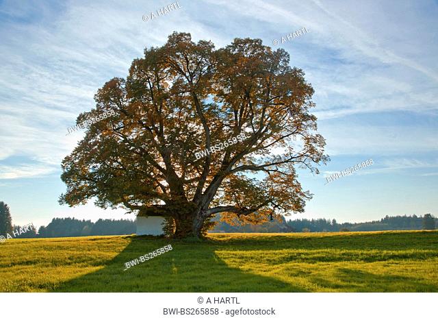 small-leaved lime, littleleaf linden, little-leaf linden Tilia cordata, 500 years old lime tree with Virgin mary church in autumn, Germany, Bavaria