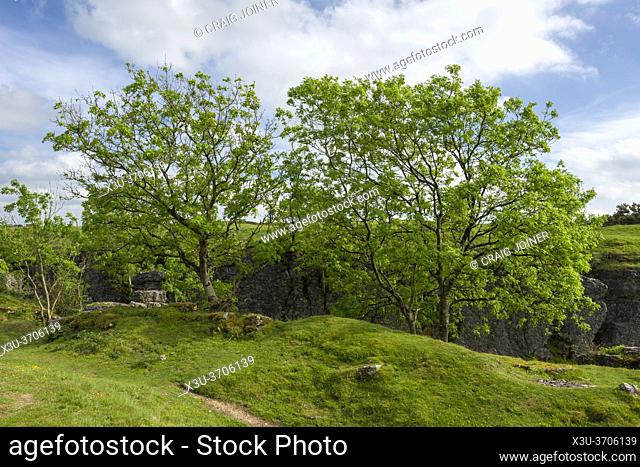 European Ash trees growing in an old abandoned lead mine rake at Ubley Warren Nature Reserve in the Mendip Hills Area of Outstanding Natural Beauty, Somerset
