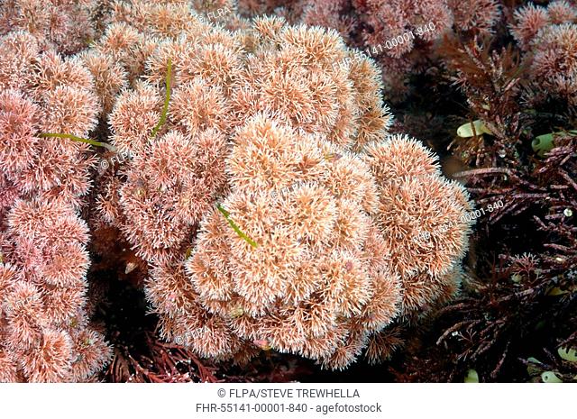Coralline Algae Jania rubens underwater, Kimmeridge Bay, Dorset, England, may
