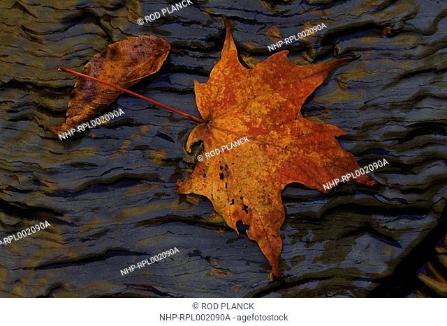 FALLEN MAPLE LEAF Autumn Cuyahoga Valley National Recreation Area, Ohio, USA