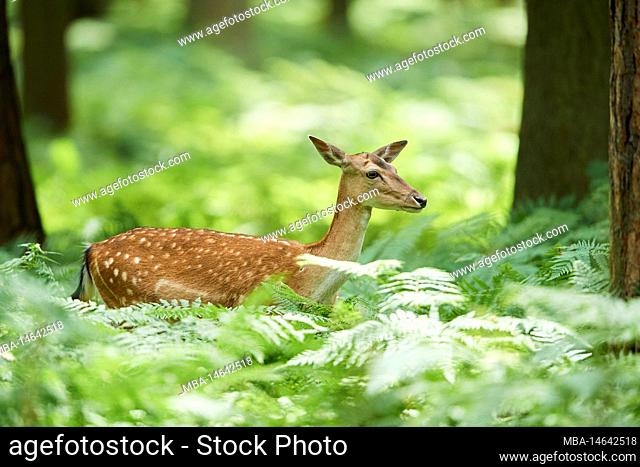Fallow deer (Dama dama), hind, forest, Hesse, Germany, Europe