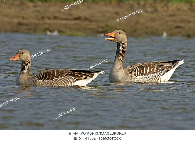 Greylag Geese (Anser anser)