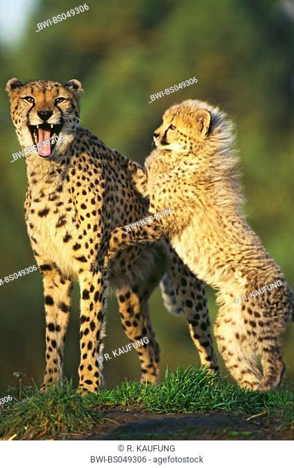 cheetah (Acinonyx jubatus), female playing with young