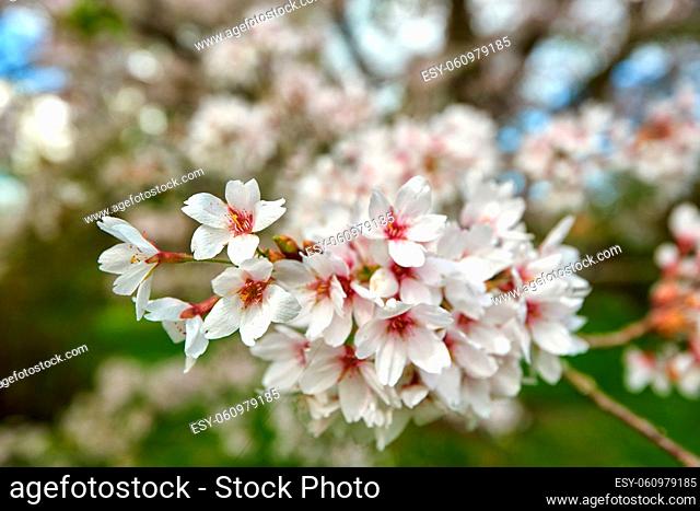 cherry tree blossoms in april