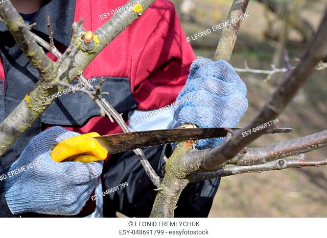 A man cuts down a tree branch with a hand garden saw. Pruning fruit trees in the garden