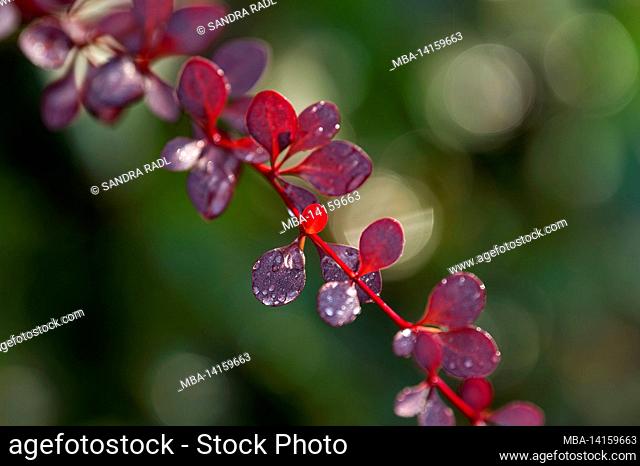 red leaves of barberry (berberis) and water droplets glow in the autumn sun, germany
