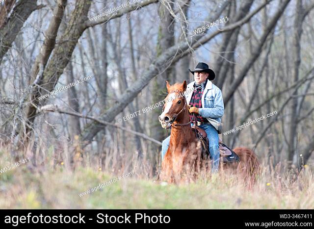 A veteran cowboy riding his arabian horse in the forest