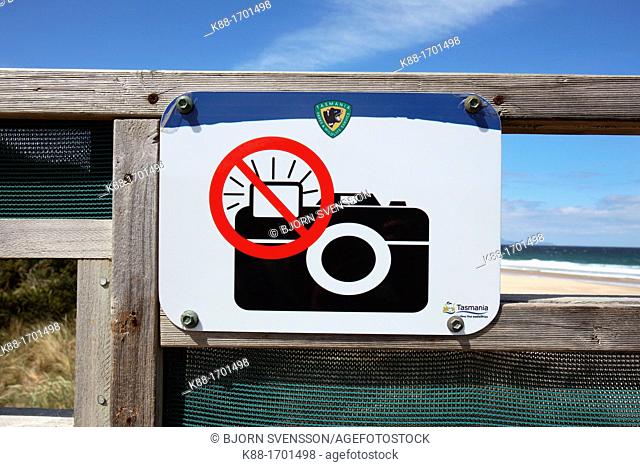 'No flash' photography sign at Little penguin colony  Bruny Island, Tasmania, Australia