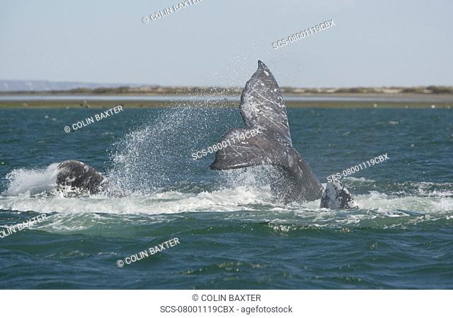 Gray Whale Eschrichtius robustus Courtship behaviour, San Ignacio Lagoon, Baja California, Mexico