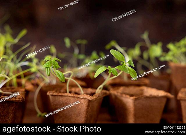 Vegetable and herbs seedlings growing in a biodegradable pots on wooden table close up. Urban Indoor gardening, homegrown plants, germination at home
