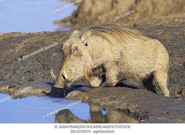 Common warthog (Phacochoerus africanus), kneeling adult, drinking at a waterhole, water reflection, Addo Elephant National Park, Eastern Cape, South Africa