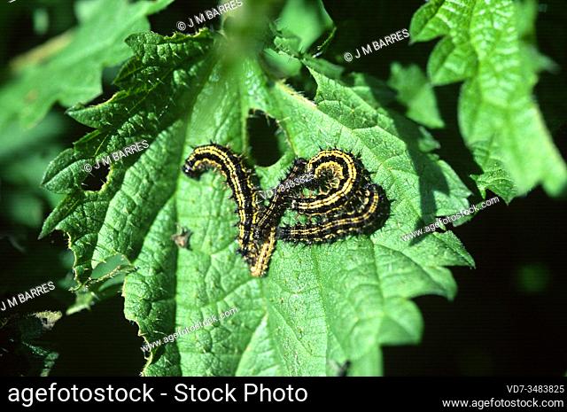 Small tortoiseshel (Aglais urticae) caterpillars