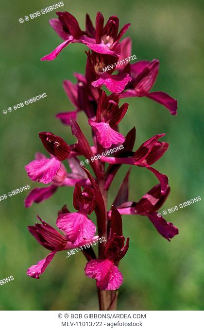 Pink Butterfly Orchid Gemargentu, Sardinia (Orchis papilionacea)