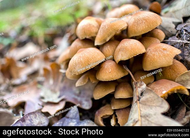 Mushrooms, Valsain Forest, Guadarrama National Park, Segovia, Castilla y León, Spain, Europe