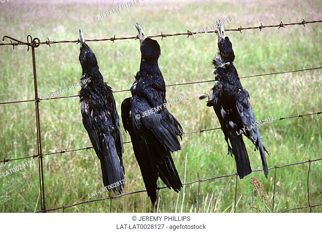 Dead birds or crows are nailed to a fence to deter other birds from eating the seeds. It is a traditional practice that is now rare
