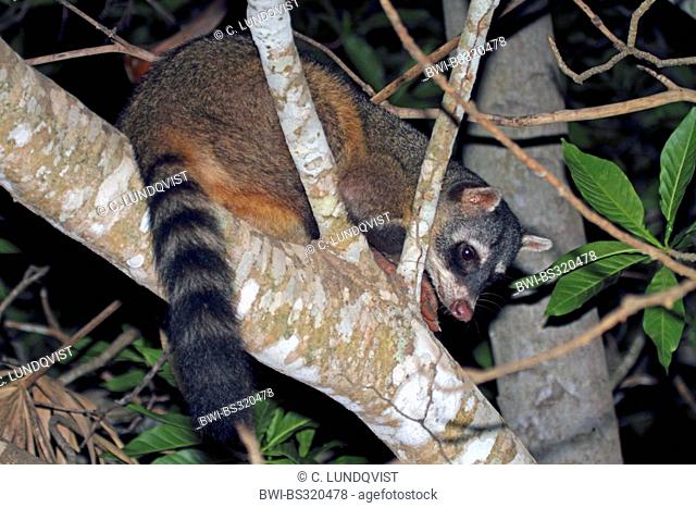 crab-eating raccoon (Procyon cancrivorus), night shot in tree, Brazil, Mato Grosso, Pantanal
