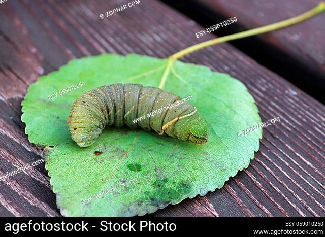 Macro of a poplar moth caterpillar on a leaf
