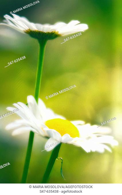 Shasta daisies. Leucanthemum x superbum. May 2006. Maryland, USA