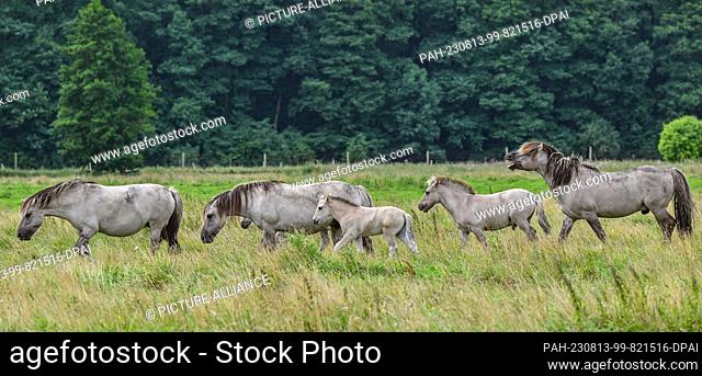 PRODUCTION - 07 August 2023, Brandenburg, Liebenthal: On a large pasture in the district of Oberhavel, north of Berlin, animals of the Liebenthal herd of horses...