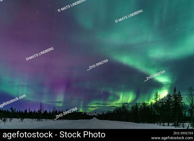 Northern light, aurora borealis in winter with snow, colorful with green and purple, among trees and a road in the forest, Gällivare, Swedish Lapland, Sweden