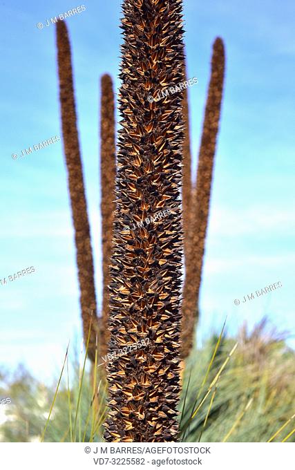 Grass tree (Xanthorrhoea glauca) is an arborescent plant native to eastern Australia. Fruits and seeds detail