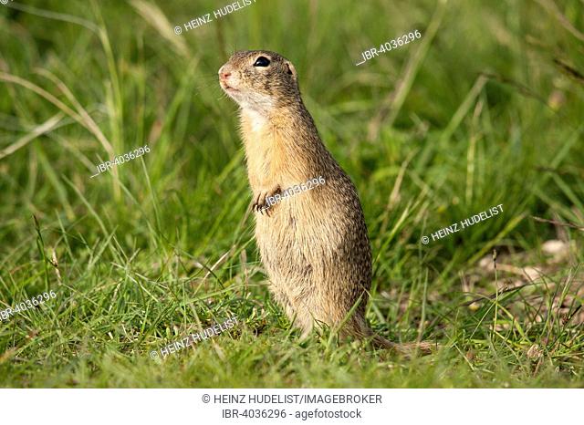European Ground Squirrel or European Souslik (Spermophilus citellus), Perchtoldsdorf, Lower Austria, Austria