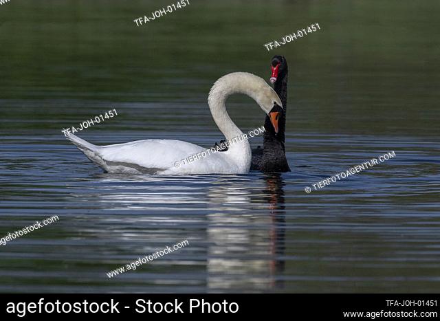 Mute Swan with Black Swan