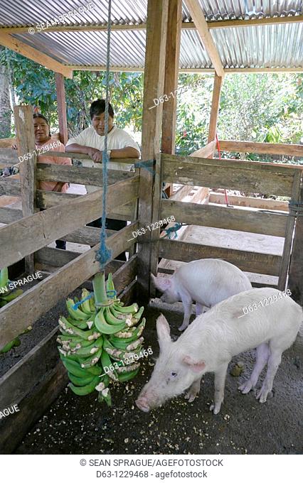 Man and his wife, members of the ECOTOPS committee, with their pigs in Remolinos, ECOTOPS projects in Alto Beni, Bolivia
