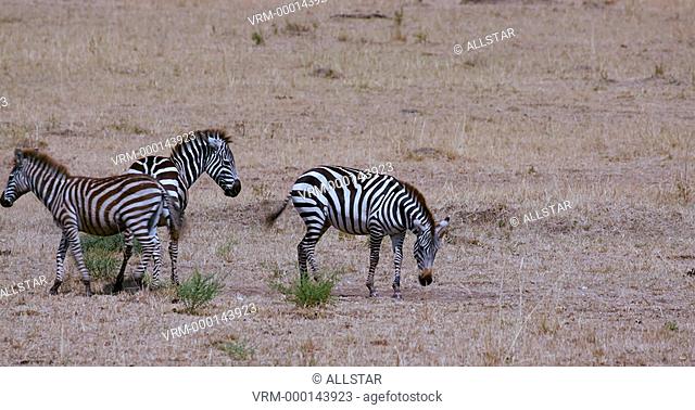 BURCHELL'S ZEBRAS ROLLING IN DUST; MAASAI MARA, KENYA, AFRICA; 04/09/2016