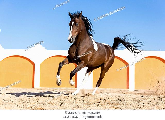 Pintabian. Skewbald mare galloping in a paddock Egypt