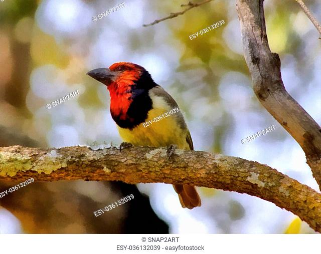 Painting of the Colorful Black Collared Barbet Bird on Branch