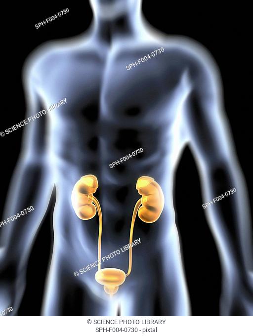 Urinary system. Computer artwork of a male torso and the urinary system, showing kidney, urethra, bladder and suprarenal gland