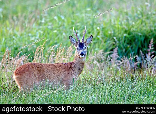Roe Deer (Capreolus capreolus). Male standing in a bog meadow. Germany