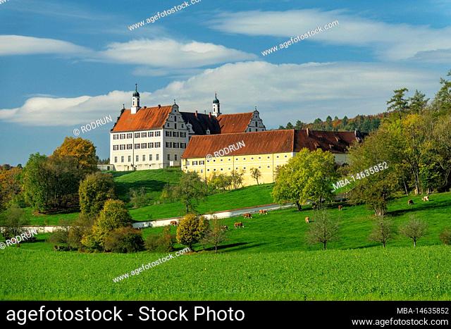 Mochental castle, cattle on the pasture