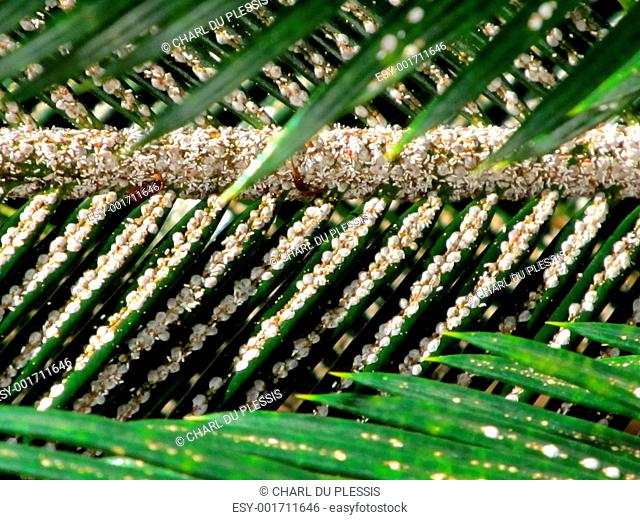 Lice infected palm leaves