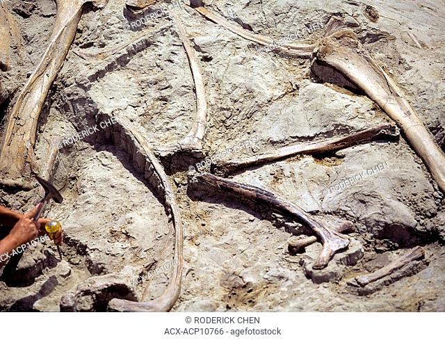 Archeological dig sight of a fossilized dinosaur, Dinosaur Provincial Park, Alberta, Canada