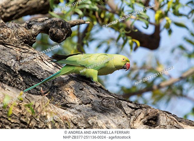 Rose-ringed Parakeet Psittacula krameri, National Chambal Gharial Wildlife Sanctuary, Dholpur, India