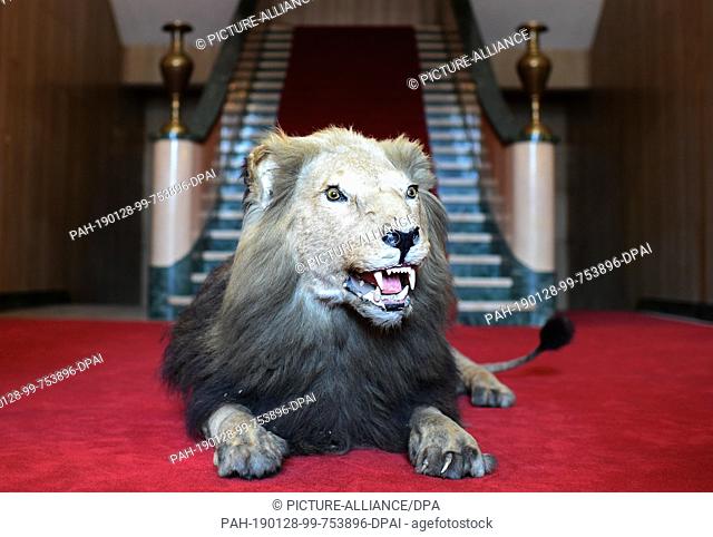 28 January 2019, Ethiopia, Addis Abeba: A stuffed lion lies in the presidential palace as decoration on the red carpet in front of a staircase