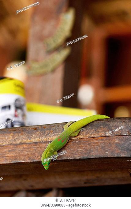 Gold dust day gecko (Phelsuma laticauda), sits on a bar head first, Madagascar, Nosy Be, Lokobe Reserva