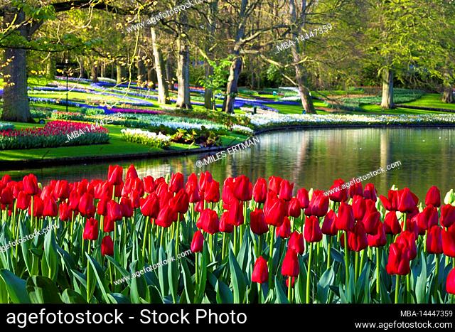 Tulips in Keukenhof Gardens, Lisse, South Holland, Netherlands